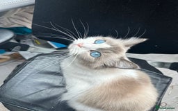Ragdoll cats for sale: Male Ragdoll kittens - Image 14
