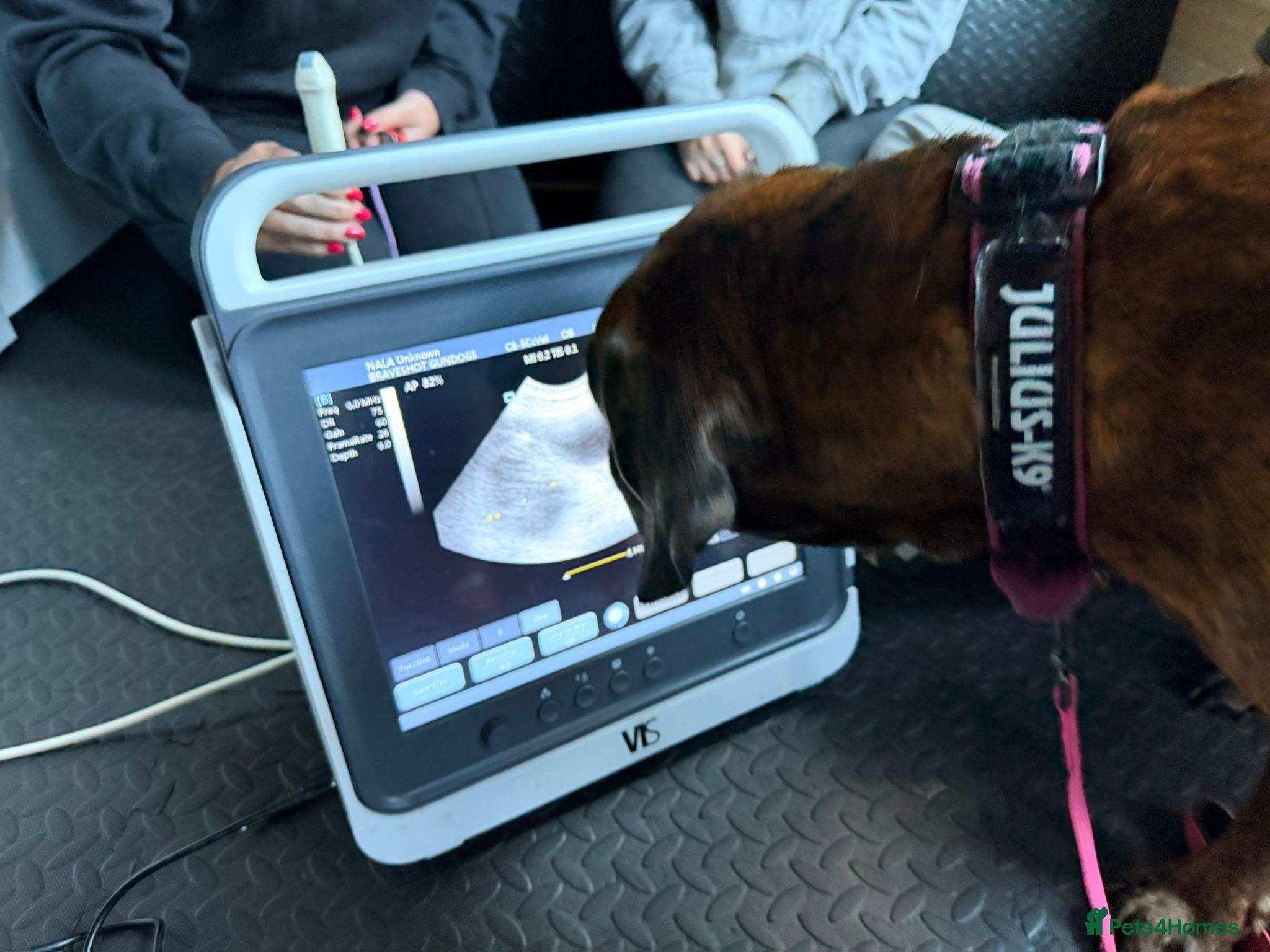 Boxer dogs KC Boxer Puppies  – Waiting List Now Open 🐾 - Advert 2