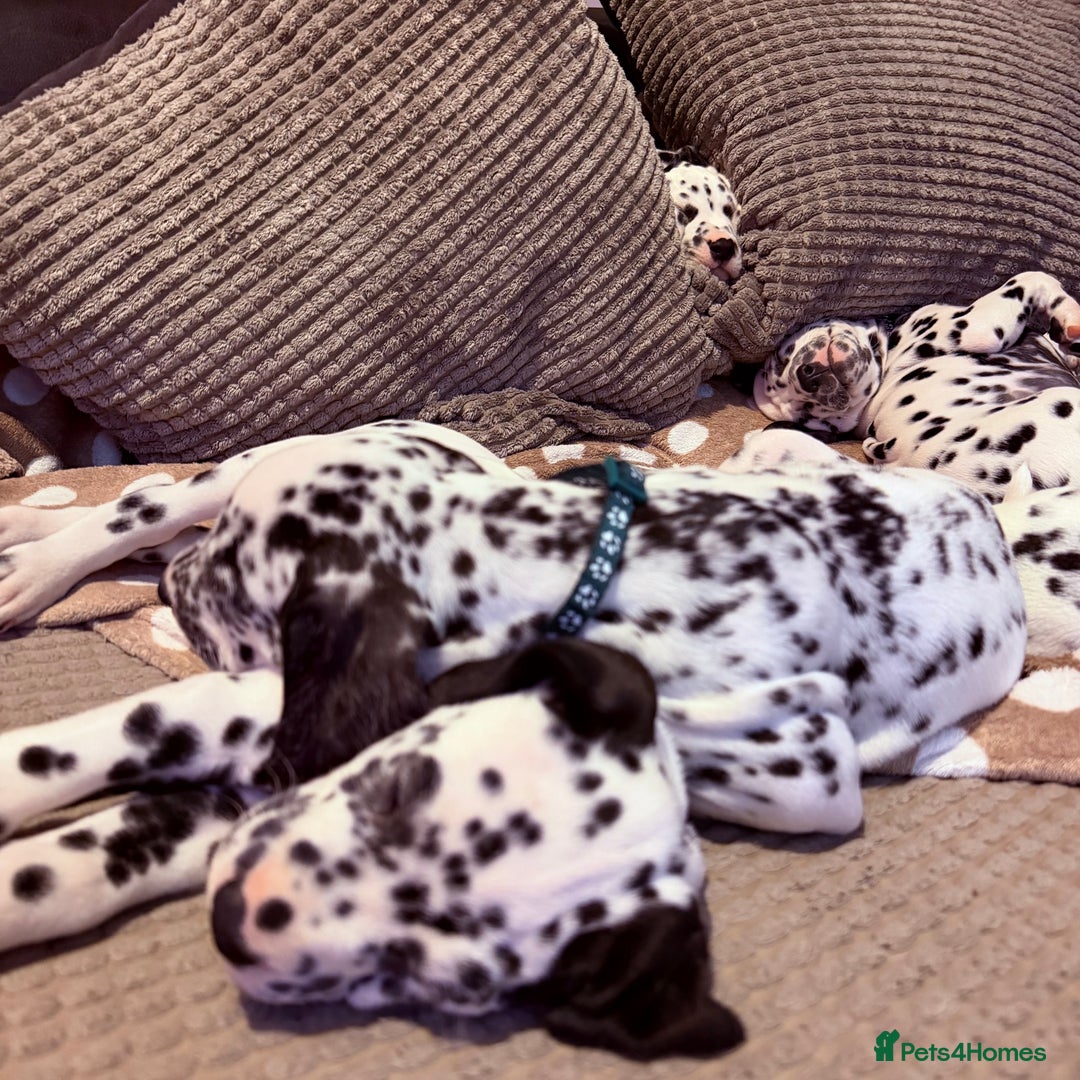 Dalmatian dogs for sale: 🐾 Beautiful Dalmatian Puppies 🐶  - Advert 2