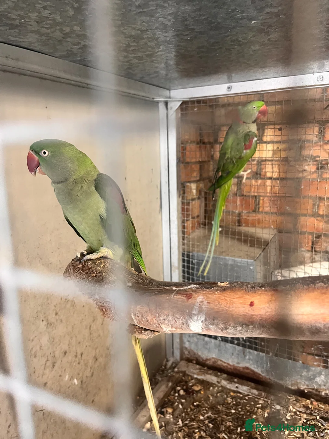 Parrots birds for sale: Pair of Alexandrine parrots for sale in Romford - Advert 5