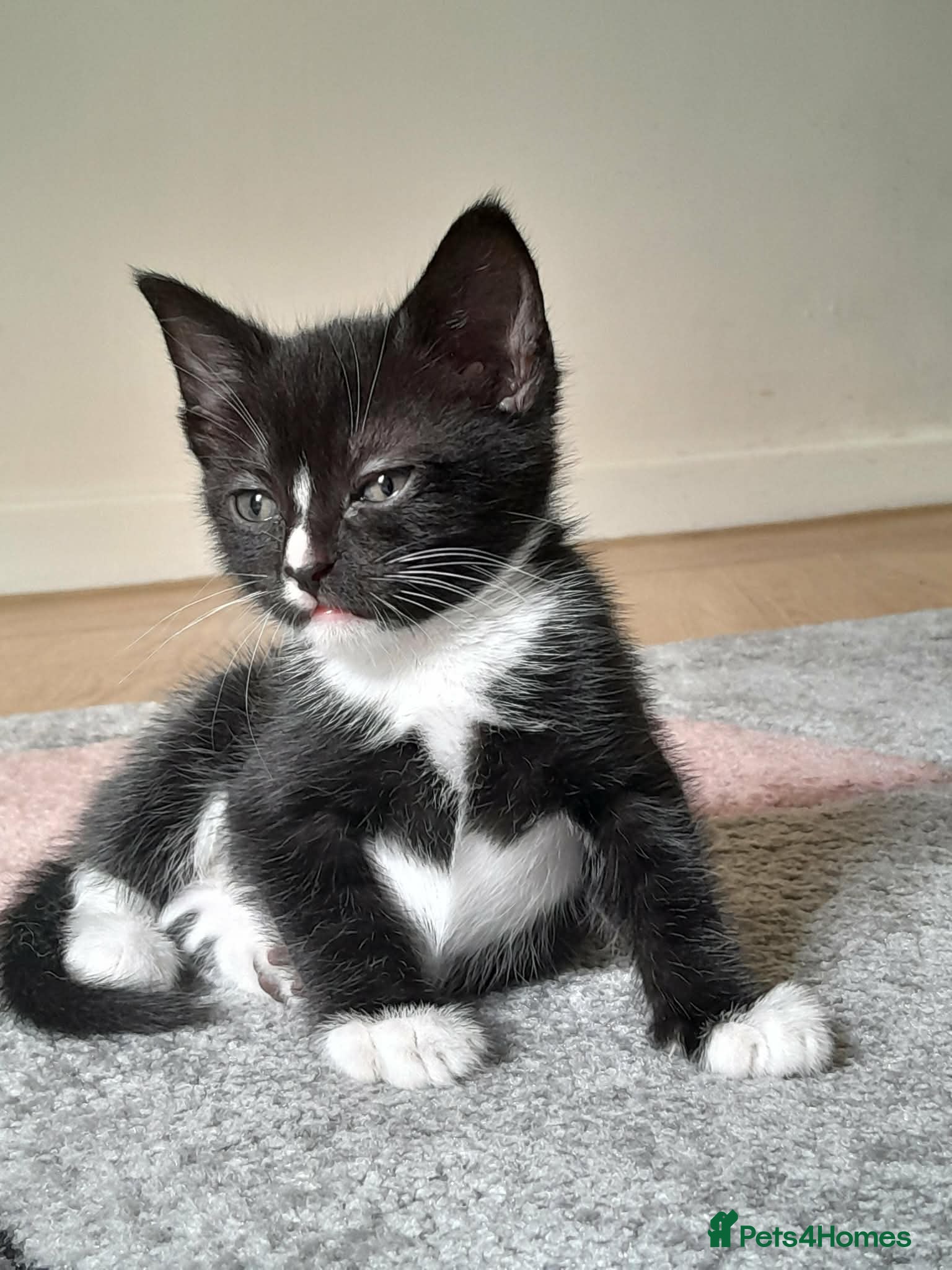 Mixed Breed cats 10 week old kitten - Advert 12