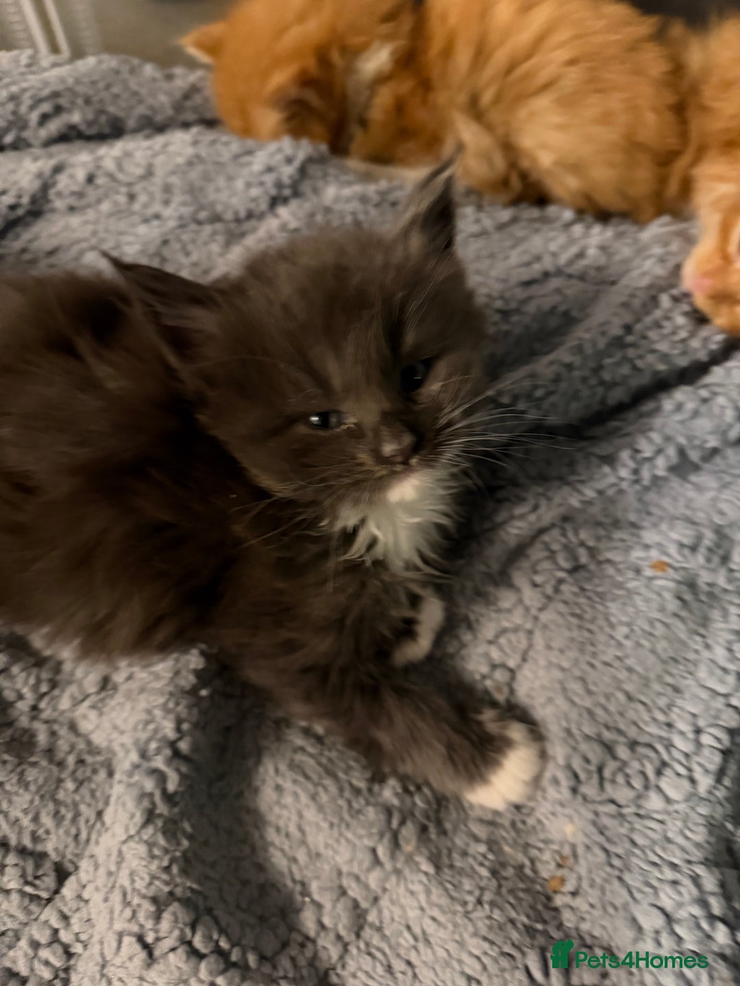Maine Coon cats for sale: Mainecoon boy xx large  - Advert 13