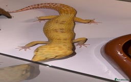Leopard Gecko reptiles for sale: TANGERINE RAINWATER LEOPARD GECKO  - Image 6