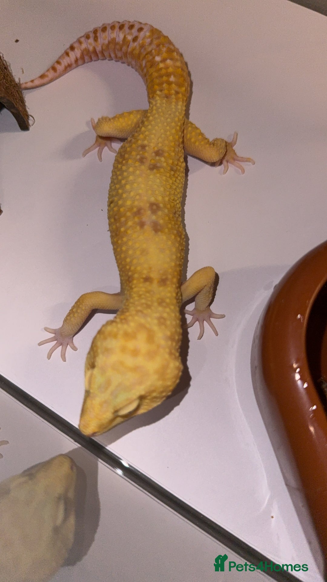 Leopard Gecko reptiles for sale: TANGERINE RAINWATER LEOPARD GECKO  - Image 6