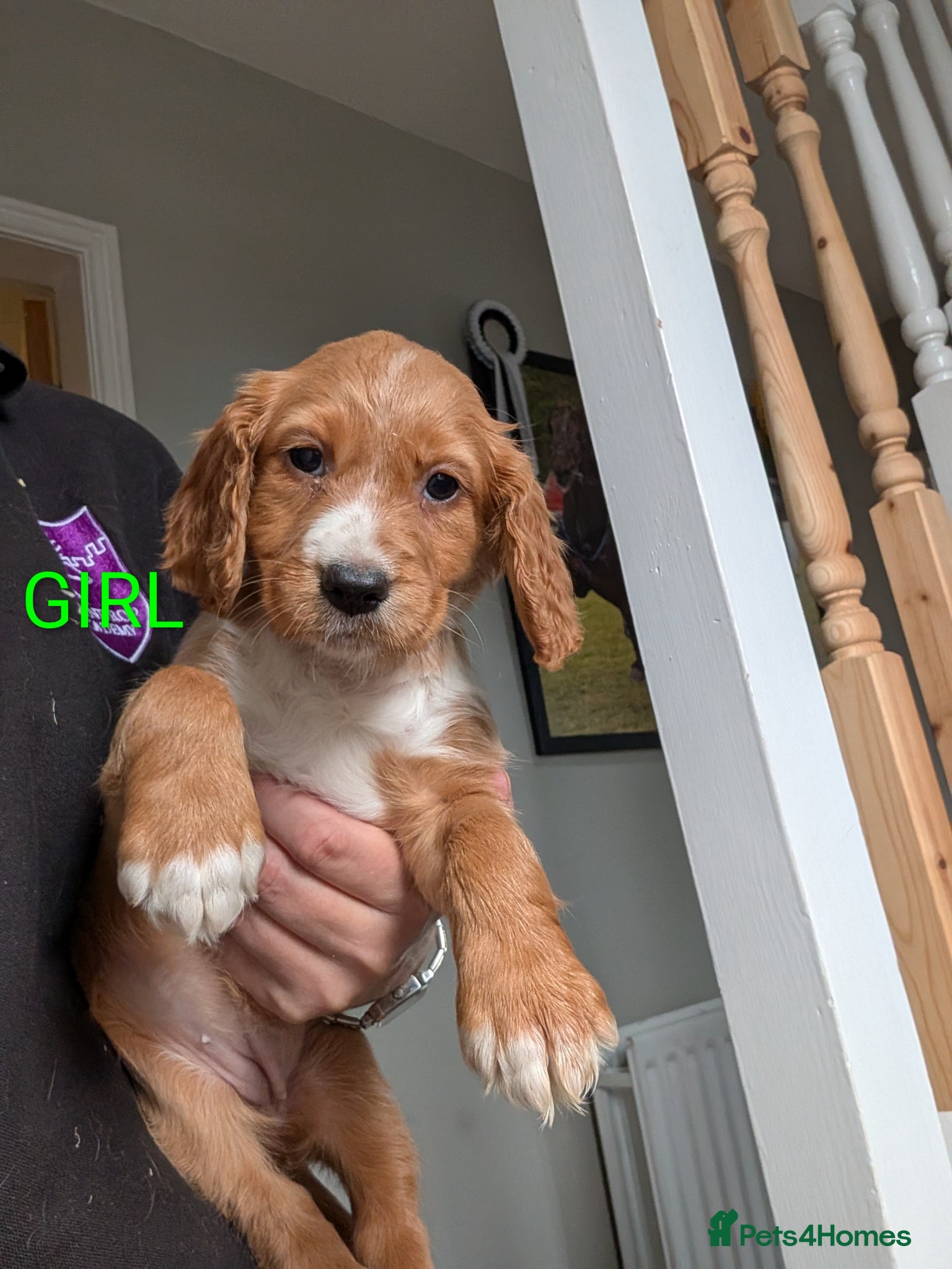 Cocker Spaniel dogs Fox Red Cocker Spaniel Pups  - Advert 1