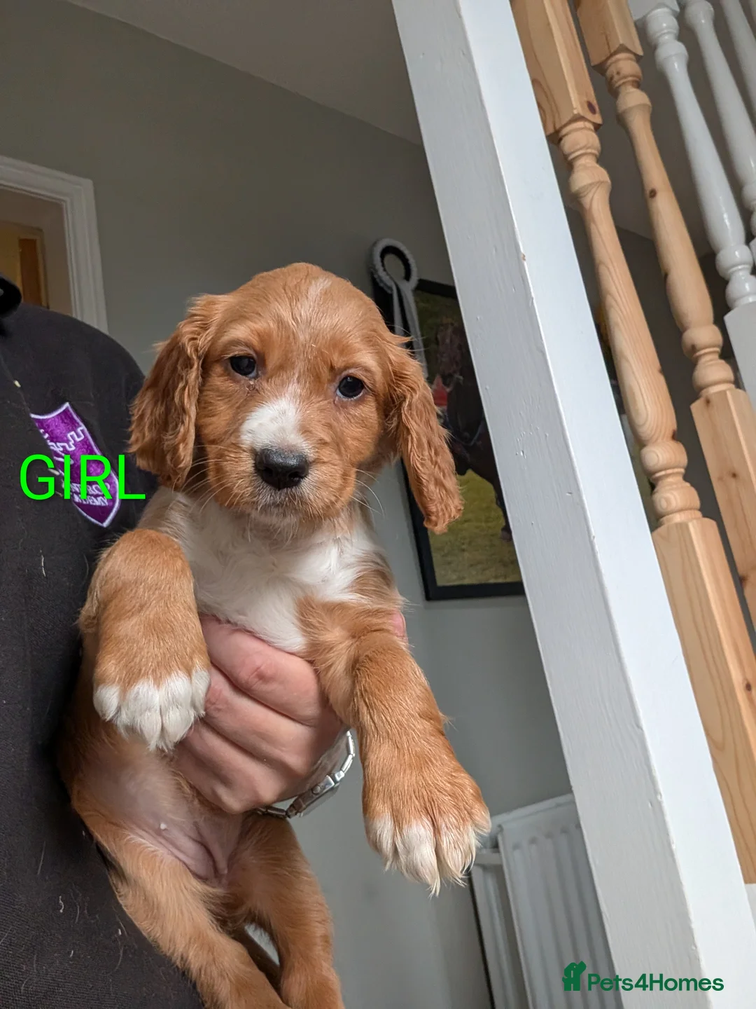 Cocker Spaniel dogs for sale: Fox Red Cocker Spaniel Pups  in Bishop Auckland - Advert 1