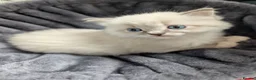 Ragdoll cats for sale: 😺Sweet affectionate Blue Ragdoll kitten 🐾 ! in Matlock - Advert 7