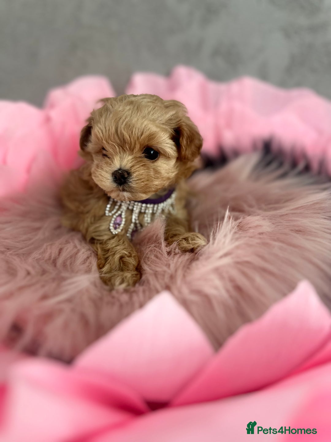 Maltipoo dogs for sale: 🧸🩷 Incredible Asian Maltipoo GIRLS 🩷🧸 - Image 4