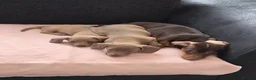 Dachshund dogs for sale: Gorgeous daschund puppies for sale! in Manchester - Advert 6