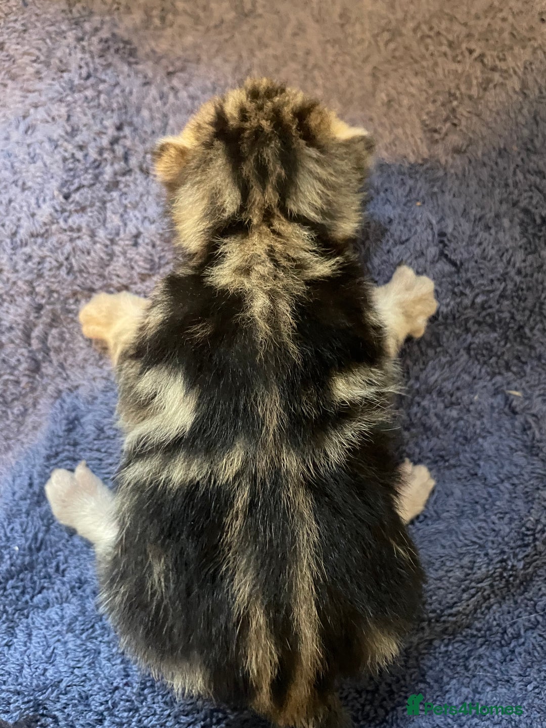 Bengal cats for sale: 9 BENGAL RAGDOLL X KITTENS - Image 16