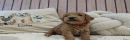 Cavapoo dogs for sale: BEAUTIFUL F1B CAVAPOO PUPPIES  - Advert 10