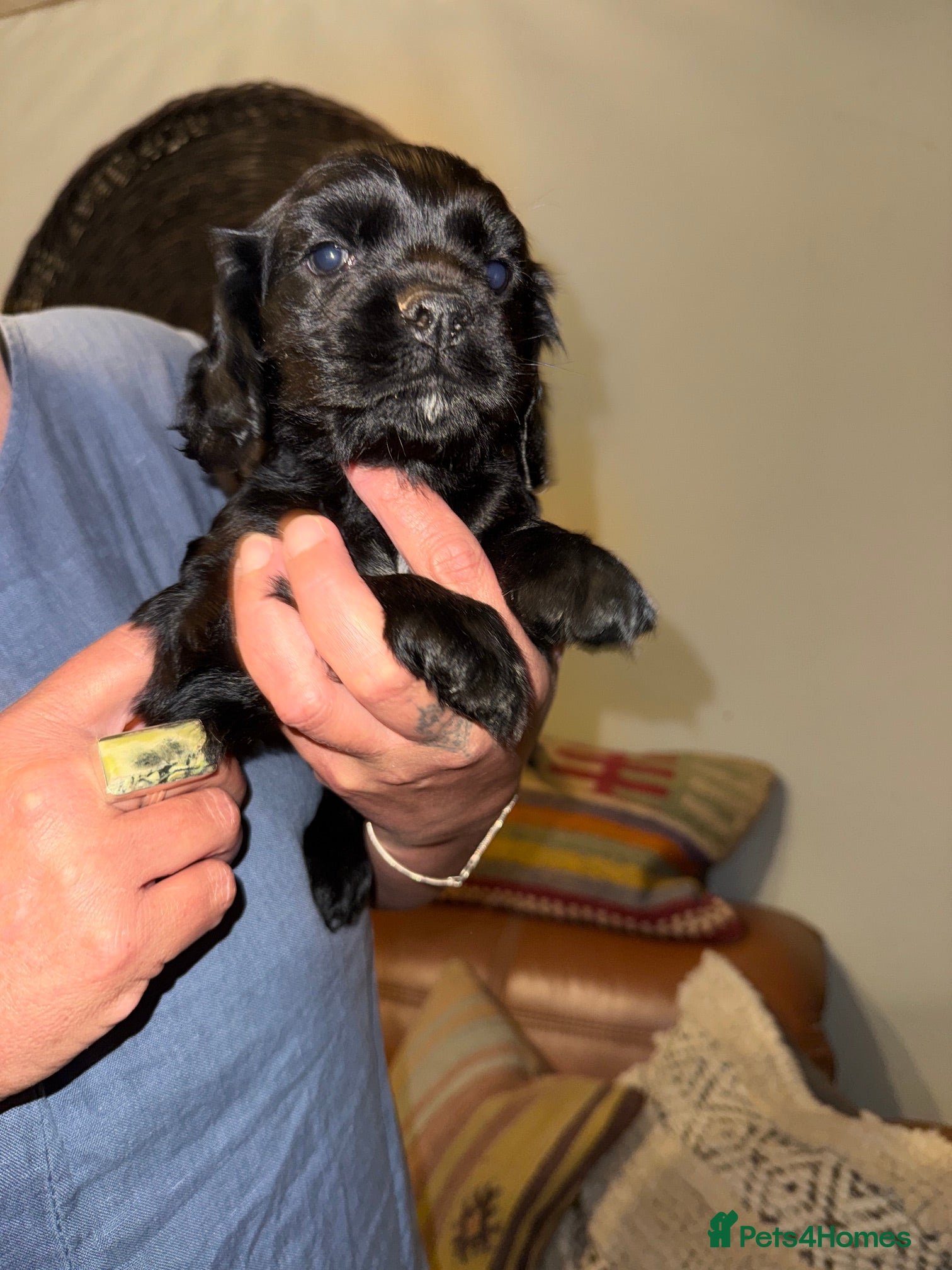 Mixed Breed dogs for sale: Stunning Colonial Cocker Spaniel Girls - Advert 2