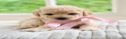 Mixed Breed dogs for sale: Stunning Shichon-poo teddies - Advert 20