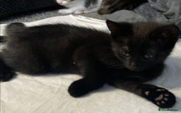 European cats for sale: Four Gorgeous Kittens Looking for Forever Homes - Image 19
