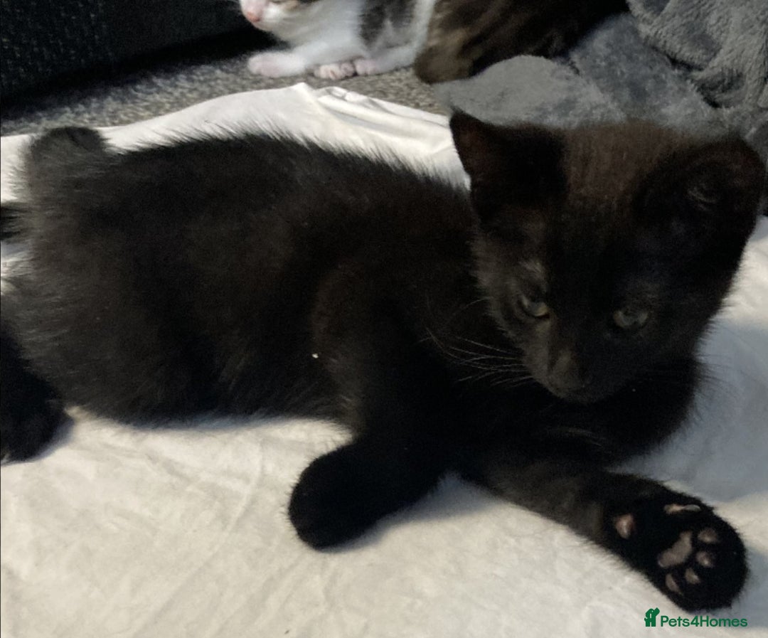 European cats for sale: Four Gorgeous Kittens Looking for Forever Homes - Image 19