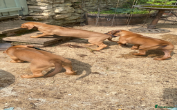 Rhodesian Ridgeback dogs for sale: LADYLIUWA KC REG. LITTER: LAST TWO PUPS FOR SALE in Grantham - Image 19
