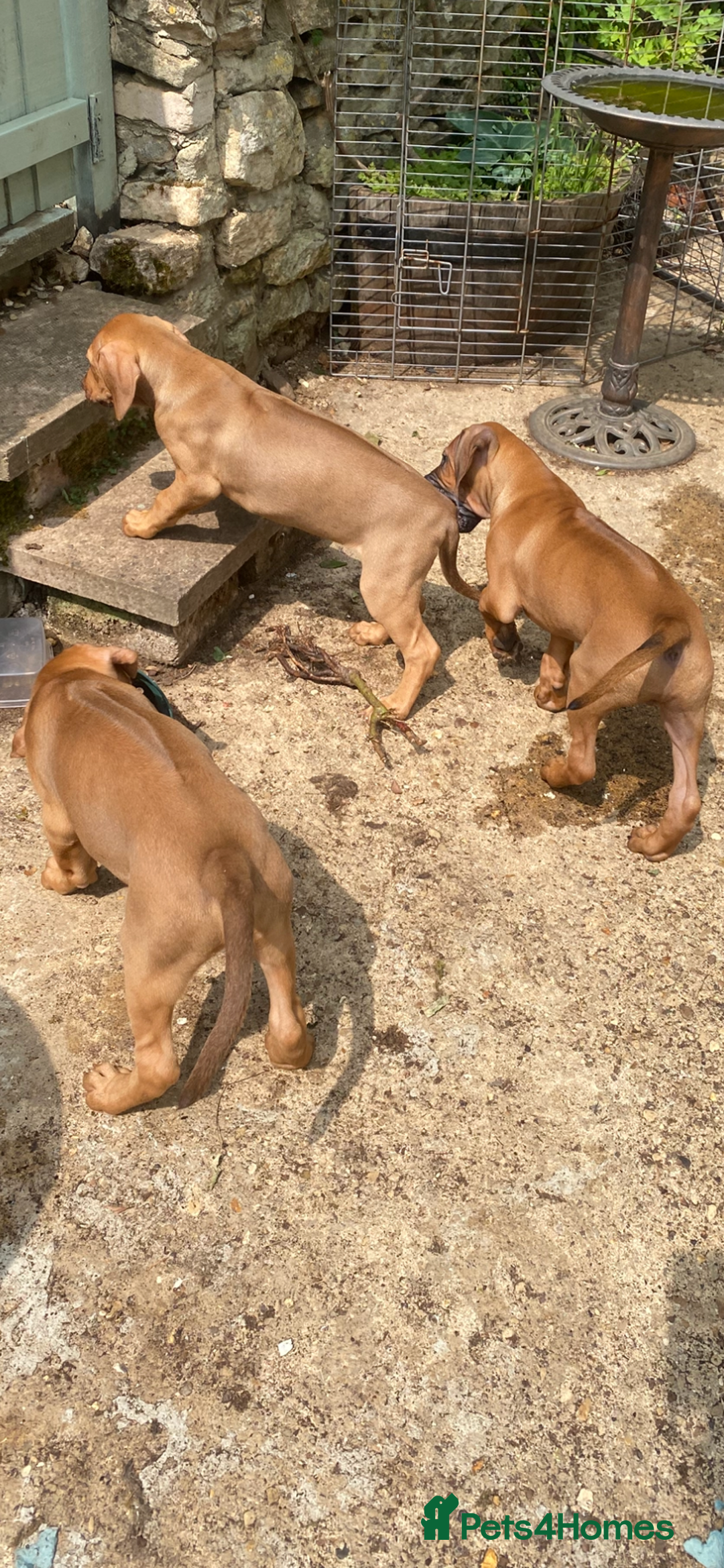 Rhodesian Ridgeback dogs for sale: LADYLIUWA KC REG. LITTER: LAST TWO PUPS FOR SALE in Grantham - Image 19