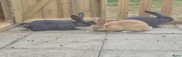 Continental Giant rabbits for sale: Baby giant continental rabbits  - Advert 3