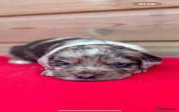Sprocker dogs for sale: Sprocker spaniel puppies  - Image 7