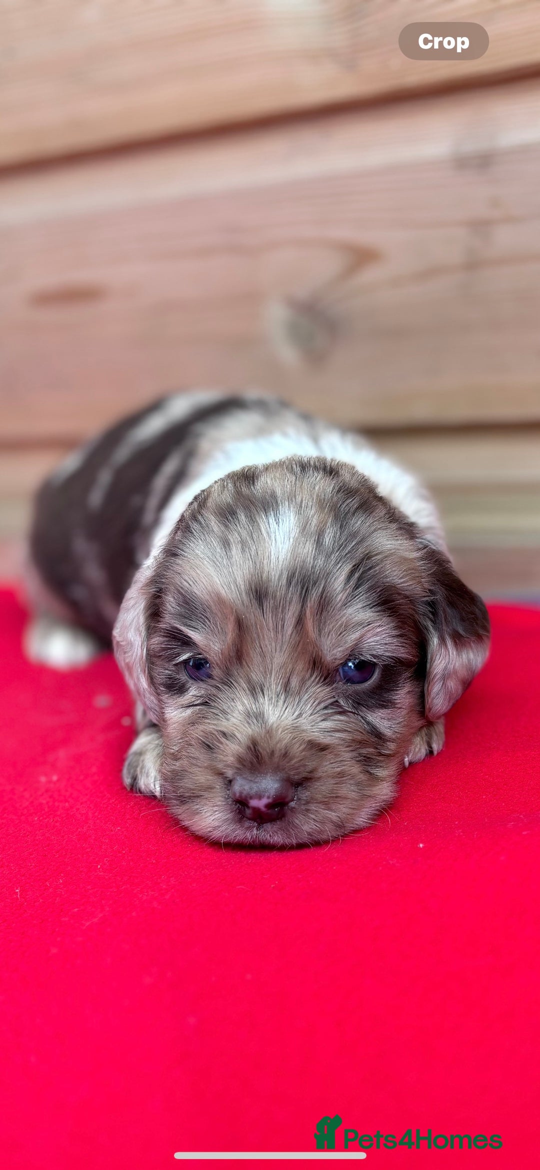 Sprocker dogs for sale: Sprocker spaniel puppies  - Image 7