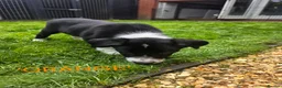 Border Collie dogs for sale: Beautiful litter of working border collie pups - Advert 2