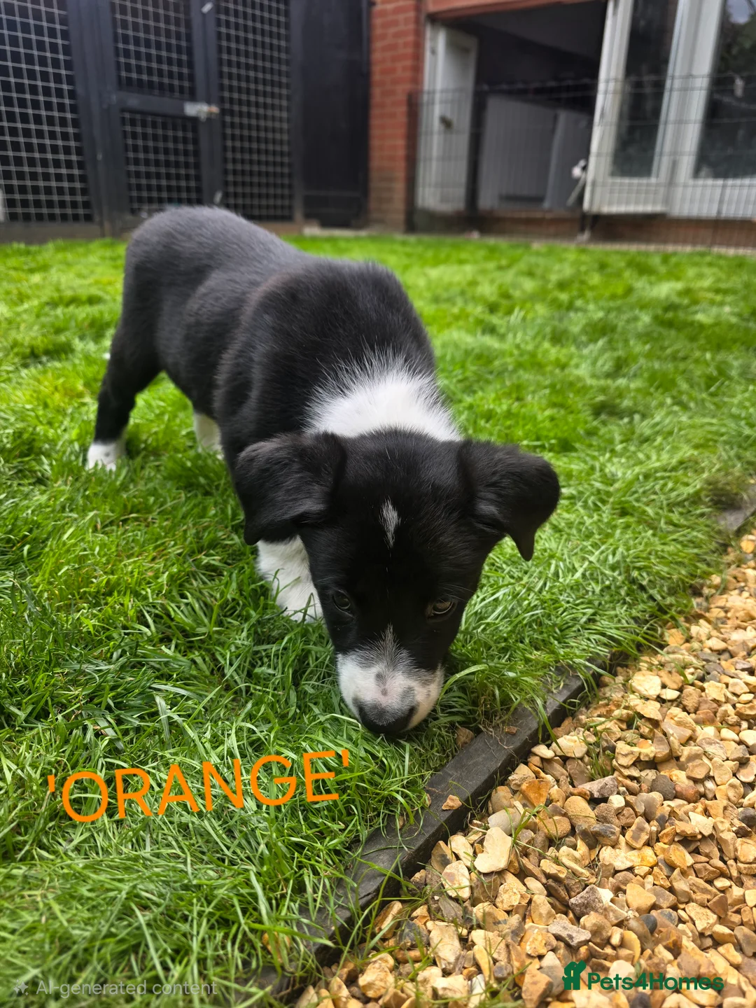 Border Collie dogs for sale: Beautiful litter of working border collie pups - Advert 2