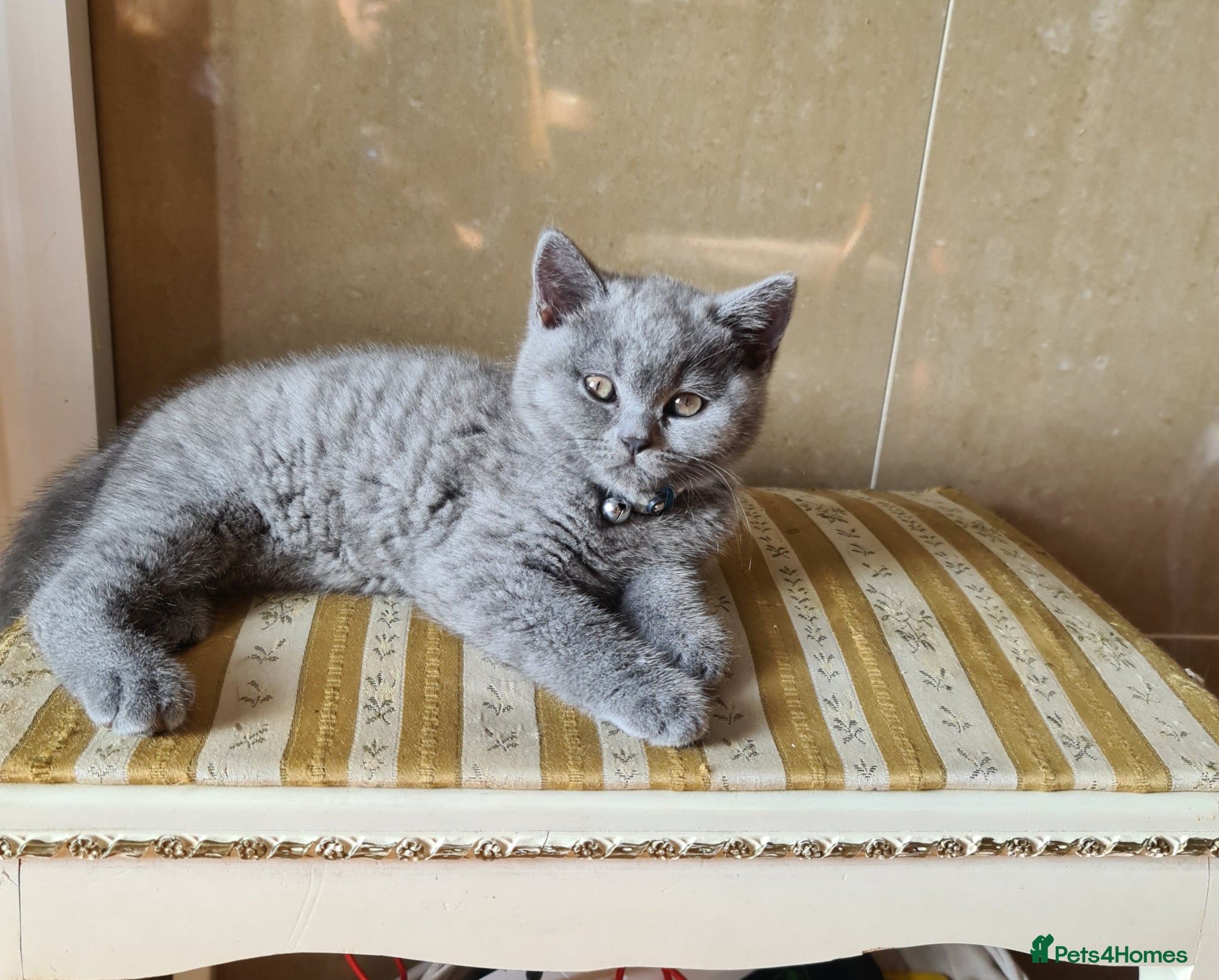 British Shorthair cats 2 Boys - pureBSH Both parents pedigrees Ready now  - Advert 3