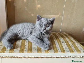 British Shorthair cats 2 Boys - pureBSH Both parents pedigrees Ready now - Advert 3