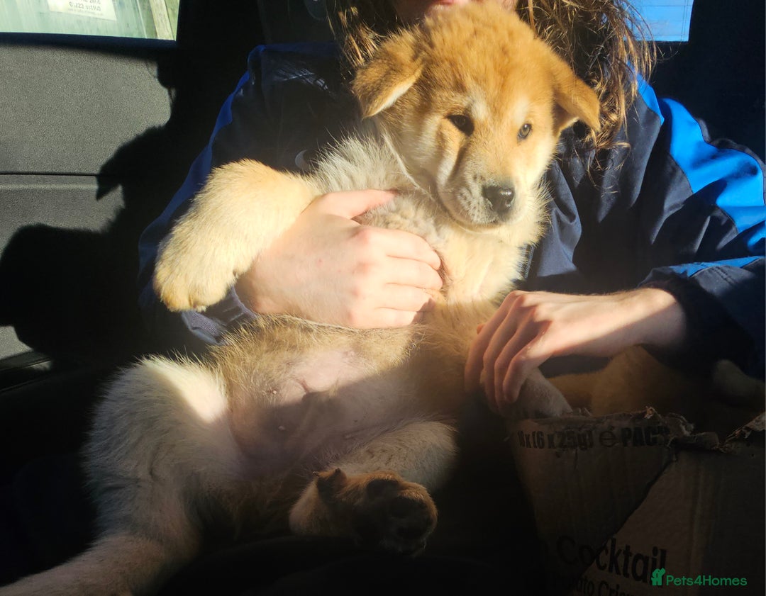Mixed Breed dogs for sale: Chowsky puppies ready to go chow x siberian husky - Advert 21