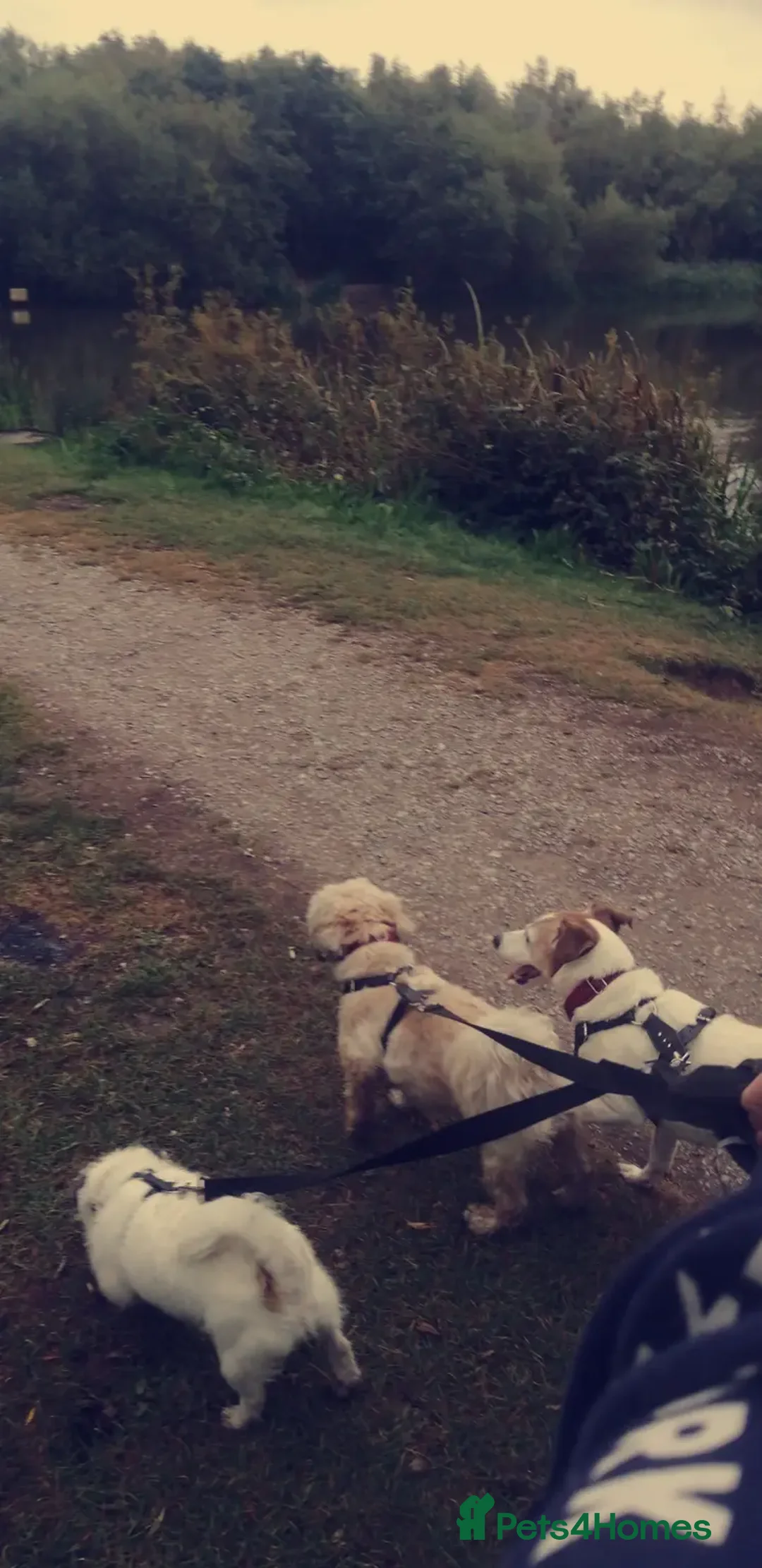 Zuchon dogs for sale: Bishon X - Advert 3