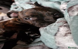 Staffordshire Bull Terrier dogs for sale: Gorgeous chunky male staffys - Image 6