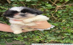 Shih Tzu dogs for sale: Shih tzu pups for sale  - Image 5