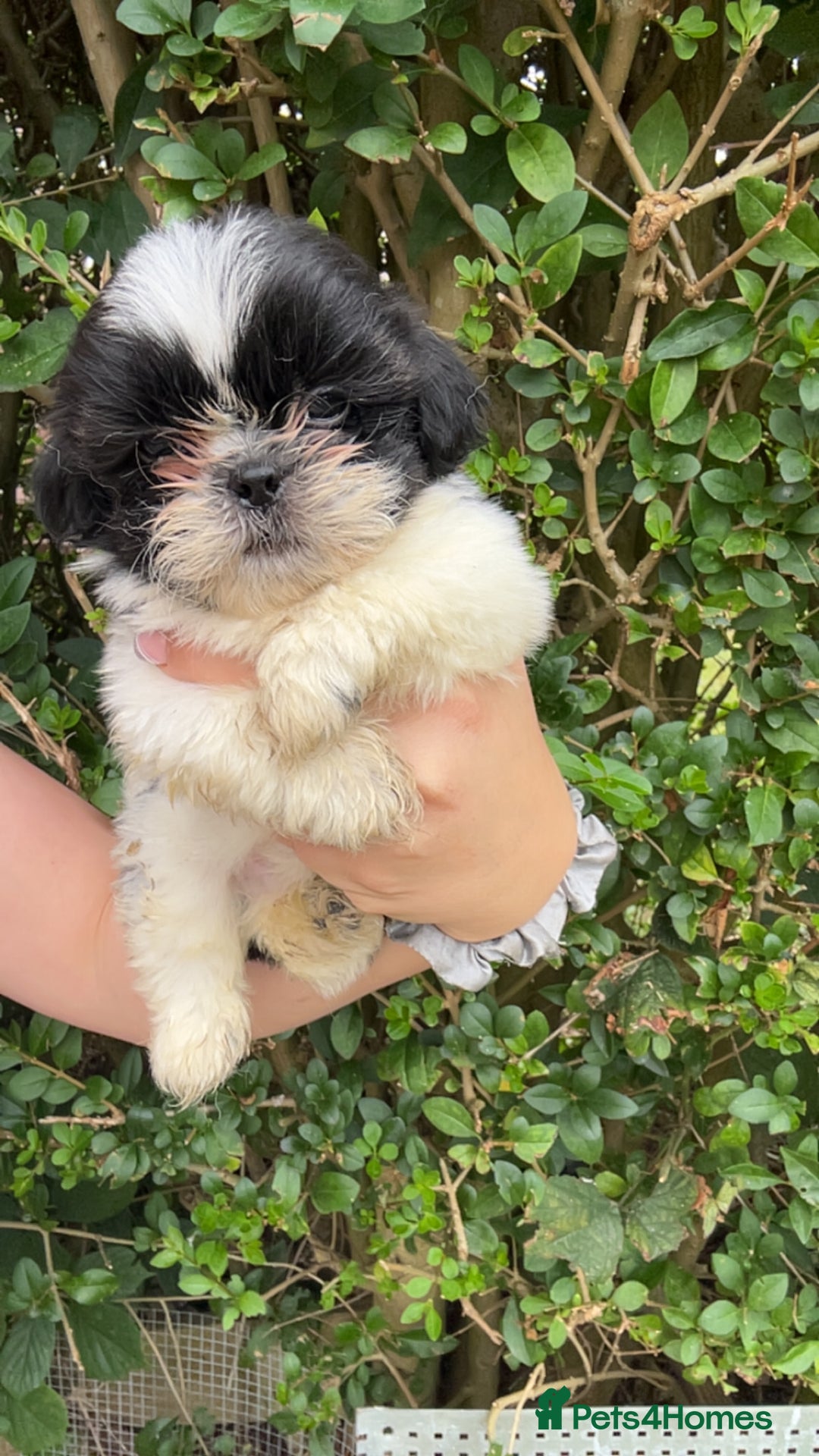 Shih Tzu dogs for sale: Shih tzu pups for sale  - Image 5