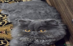 Persian cats for sale: Blue Persian Cat for Loving Home - Image 5
