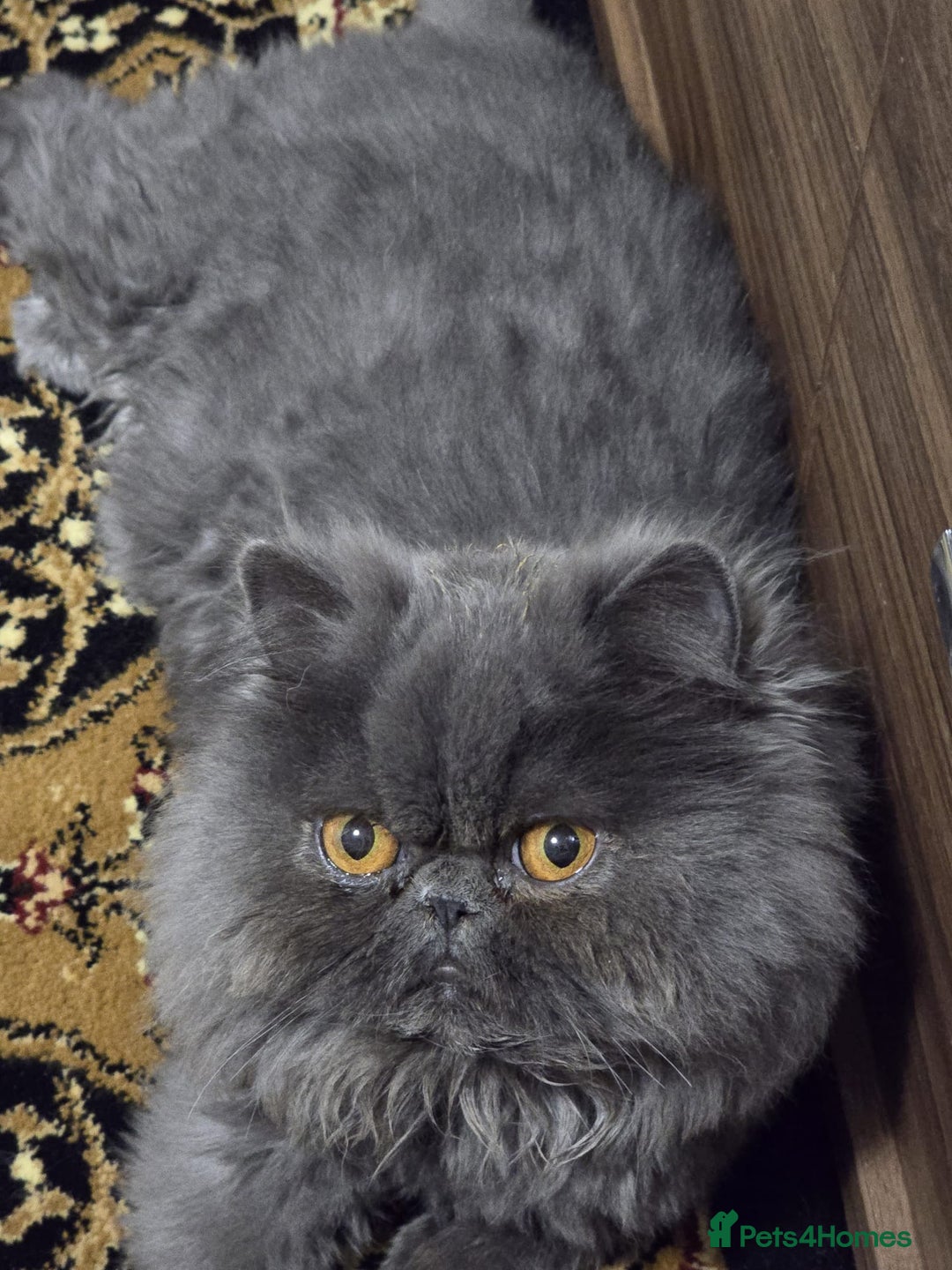 Persian cats for sale: Blue Persian Cat for Loving Home - Image 5