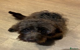 Cockapoo dogs for sale: 6 month old Cockapoo - Image 2