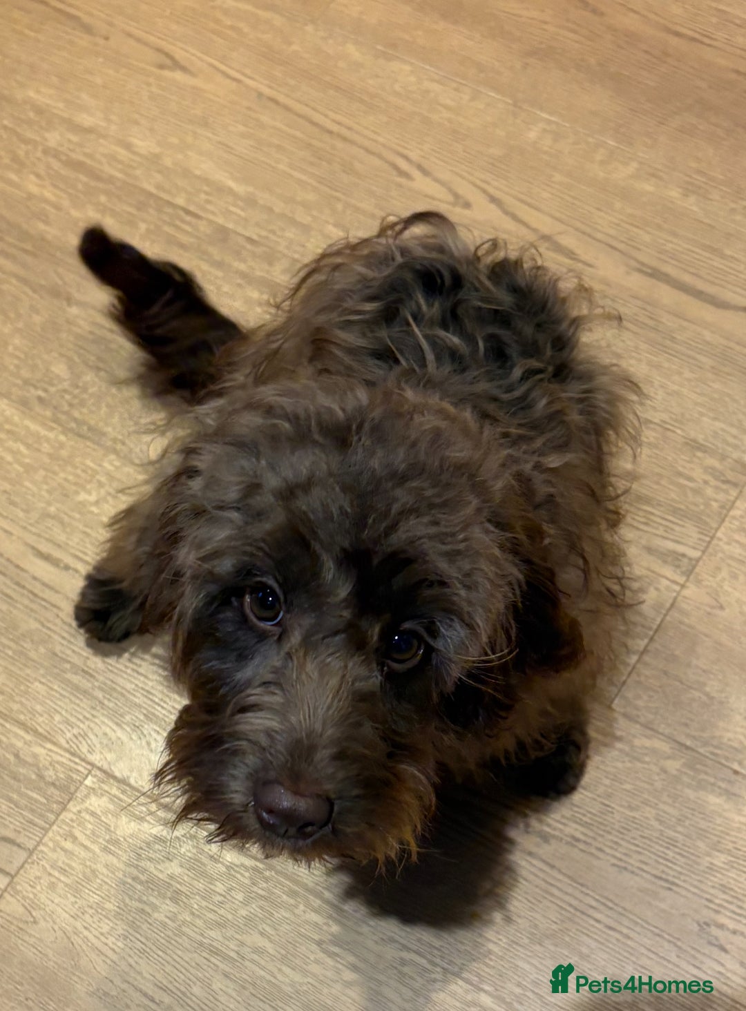 Cockapoo dogs for sale: 6 month old Cockapoo - Image 2