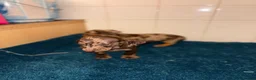 Dachshund dogs for sale: Miniature dachshund - Advert 21