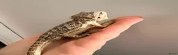 Bearded Dragon reptiles for sale: Gorgeous baby bearded dragons - Advert 4