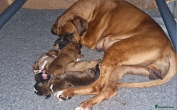 Boxer dogs for sale: Chunky boxer puppies - Image 1