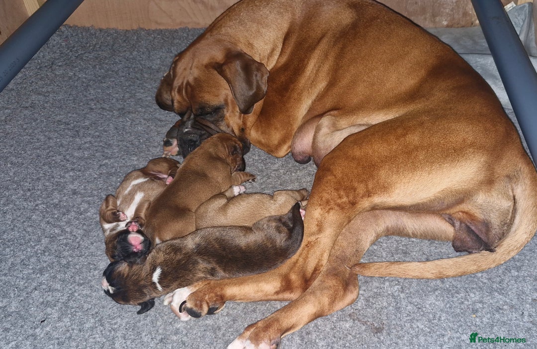 Boxer dogs for sale: Chunky boxer puppies - Image 1