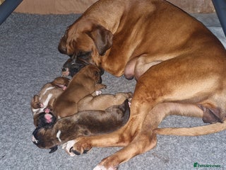 Boxer dogs - Advert 11