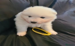 Samoyed dogs for sale: 🐾 Exceptional Pedigree Samoyed Puppies  🐾 - Image 8