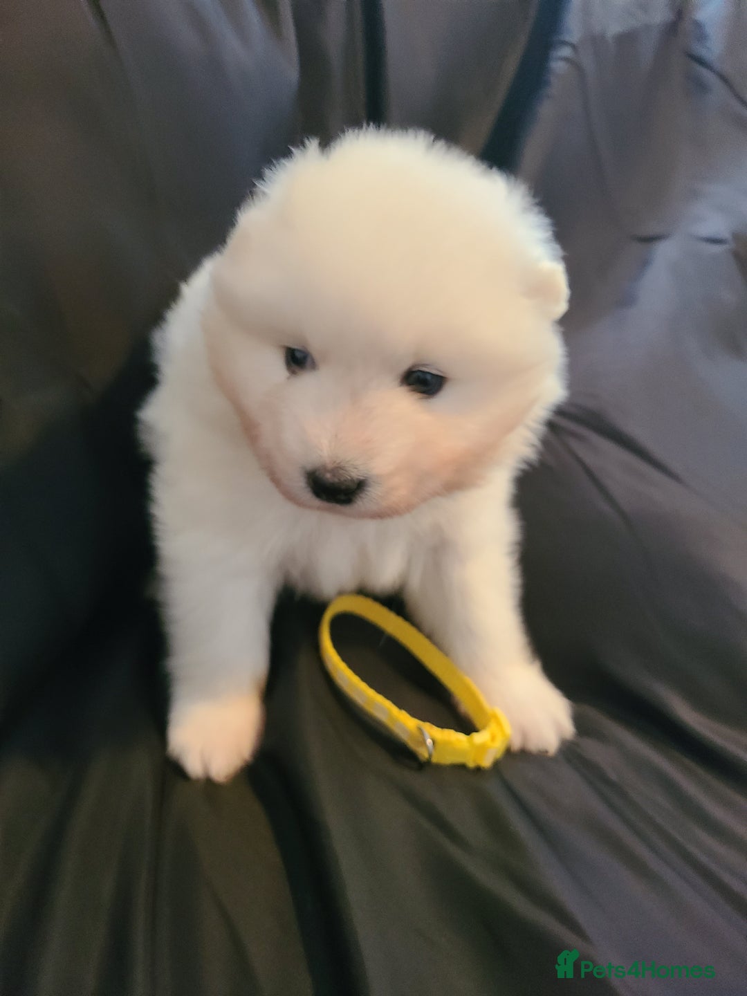 Samoyed dogs for sale: 🐾 Exceptional Pedigree Samoyed Puppies  🐾 - Image 8