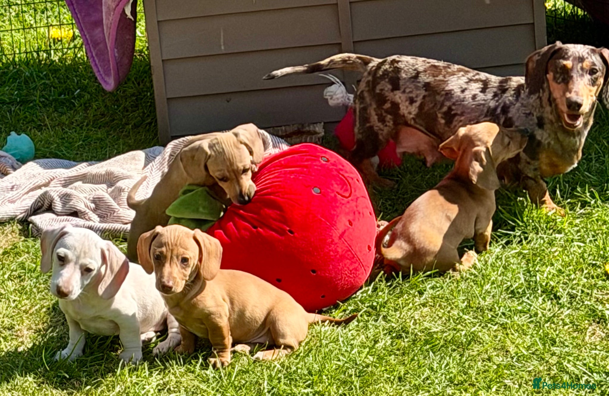 Dachshund dogs Home reared KC reg mini dachshund puppies  - Advert 2