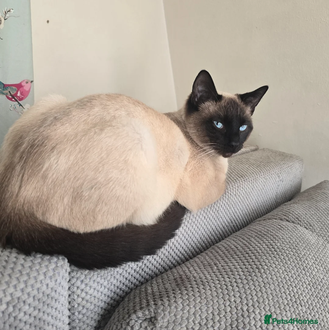 Mixed Breed cats for sale: Title: Beautiful Blue Eyed Siamese Type Kittens - Advert 2