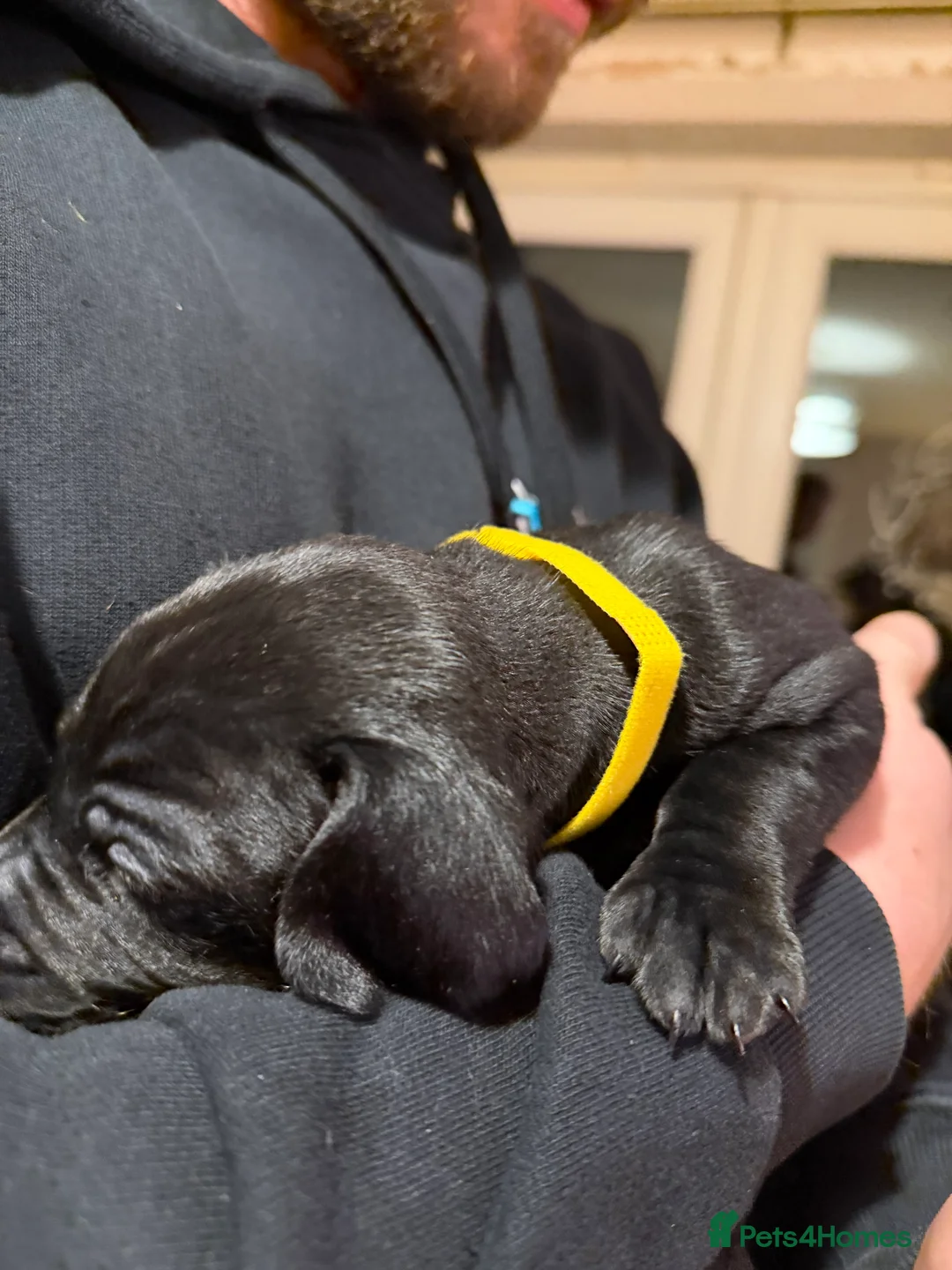 Mixed Breed dogs for sale: Vizmaraner puppies  - Advert 13