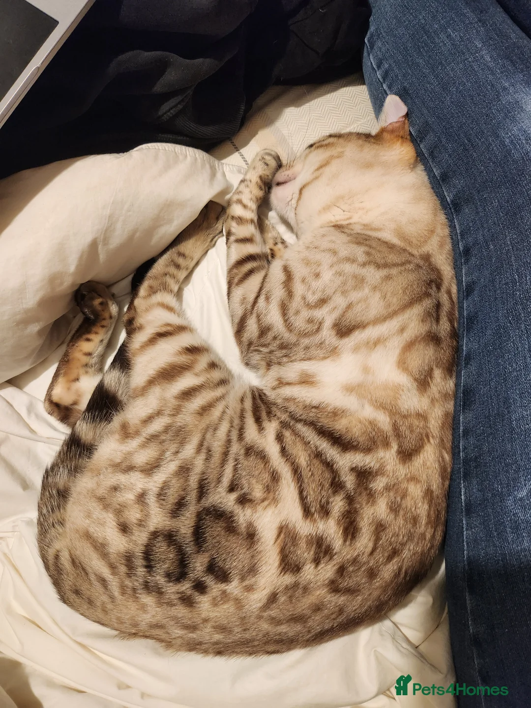 Bengal cats for stud: Proven Snow Bengal for studd in Southampton - Advert 11