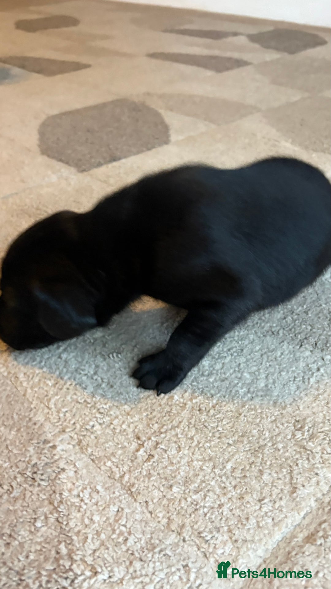 Labrador Retriever dogs for sale: KC Registered Labrador Puppies Ready 24th November - Image 11