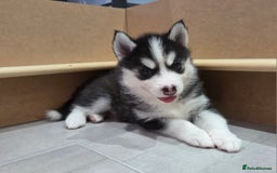 Siberian Husky dogs for sale: Perfect Mini Husky puppies - Image 7